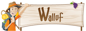 Walluf