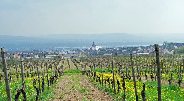 Hallgarten ⋆ Rheingau Die Weinregion