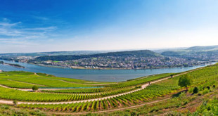 Rieslinganbau-Rheingau